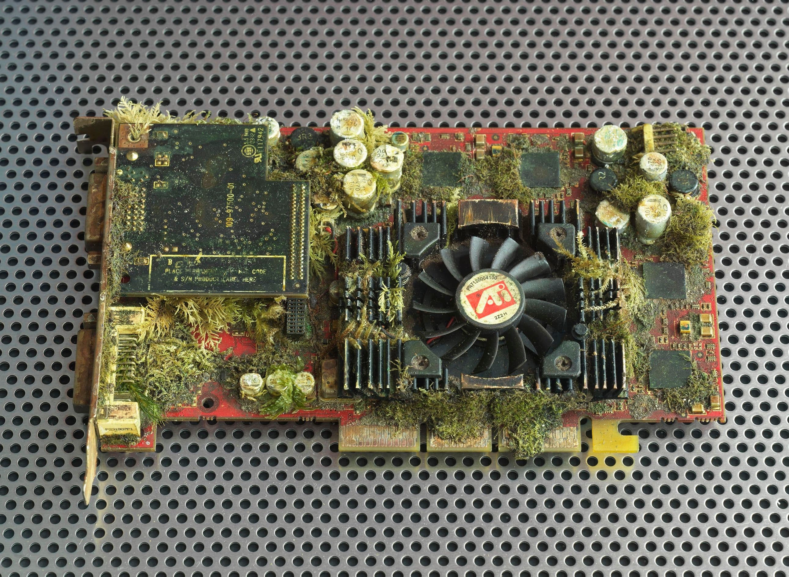 Festplatte mit Pflanzen übersät 