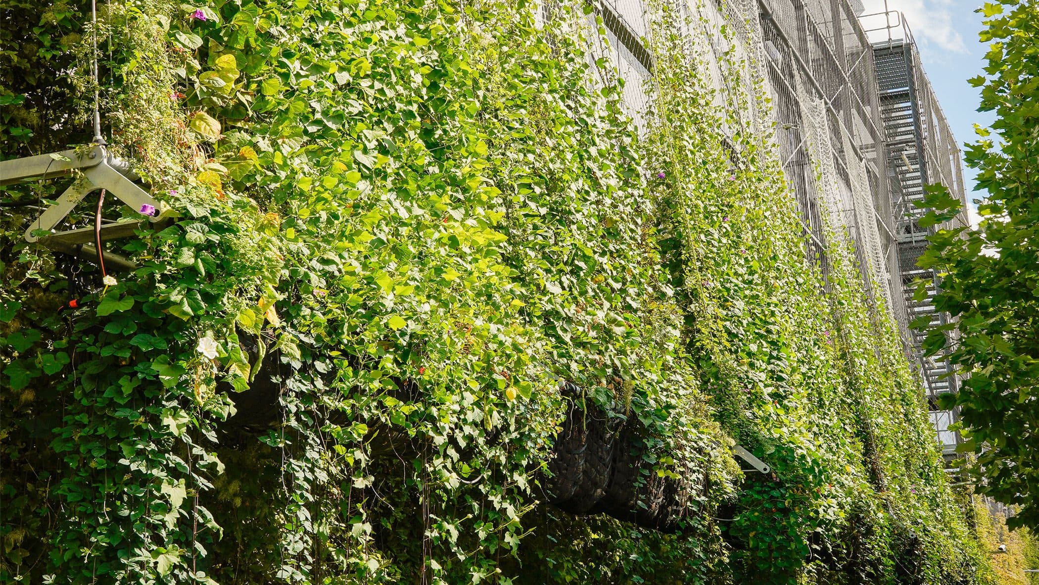Grüne Pflanzen hängen vor Häusern