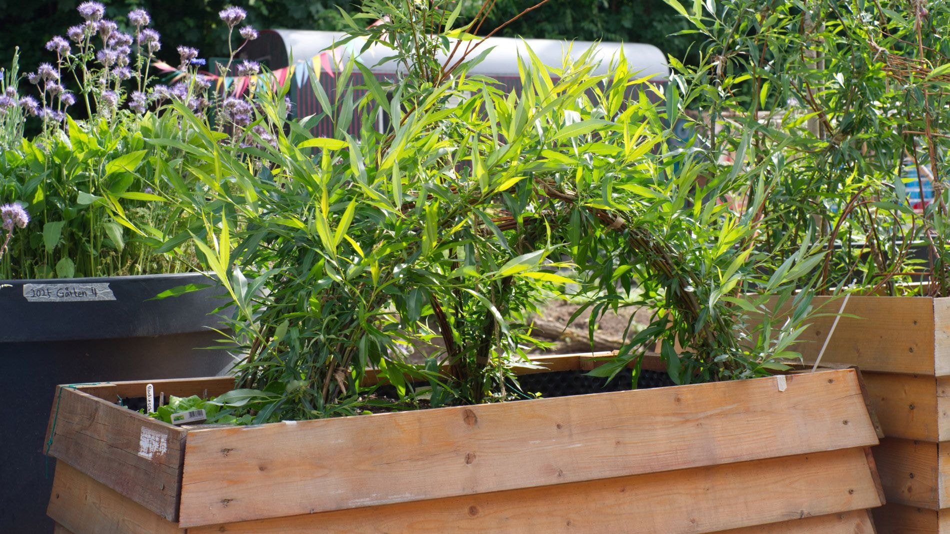 Blick auf begrünte Hochbeete 