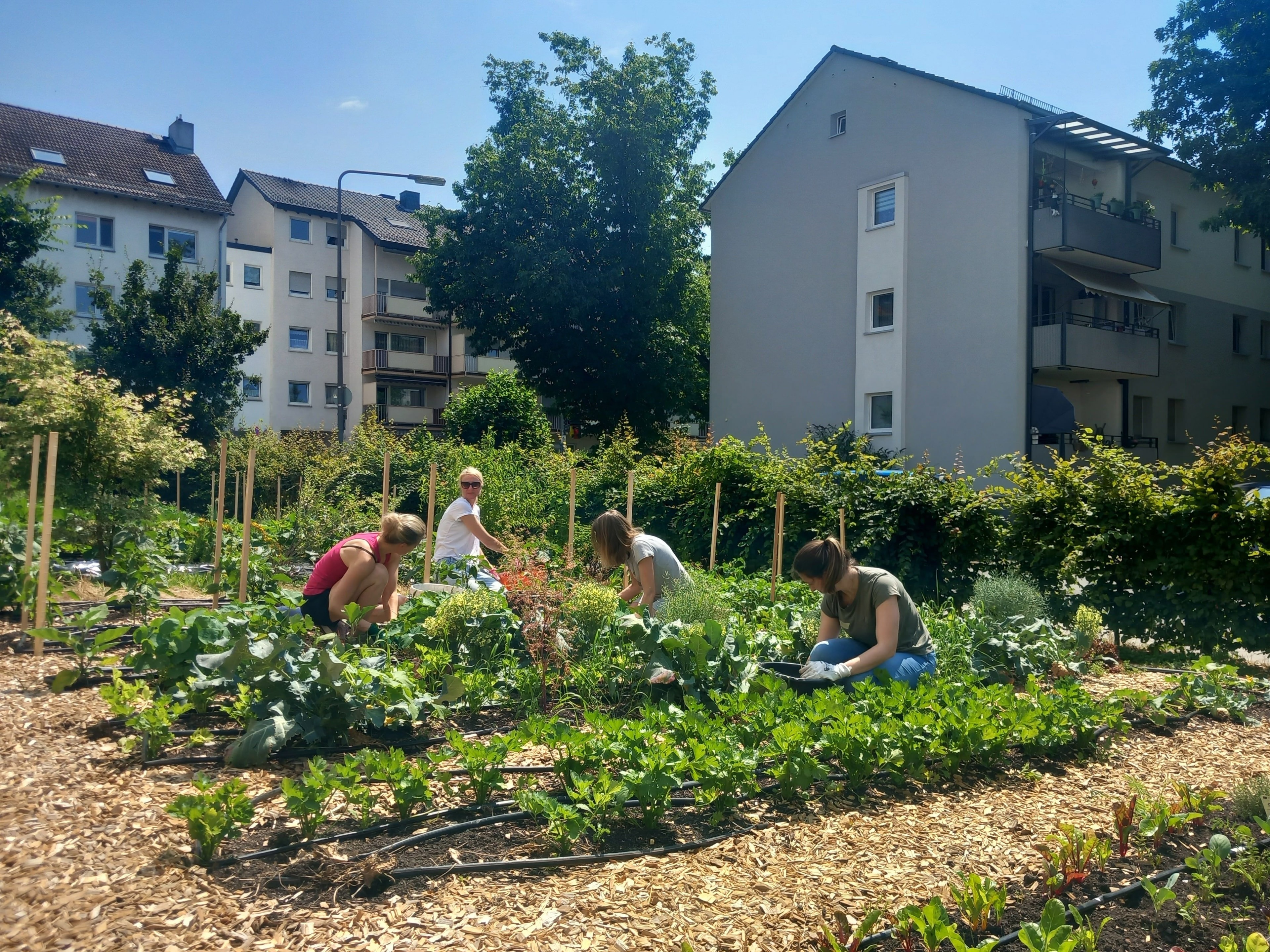 Vier Frauen arbeiten im Fechenheimer Pflegegarten Frankfurt