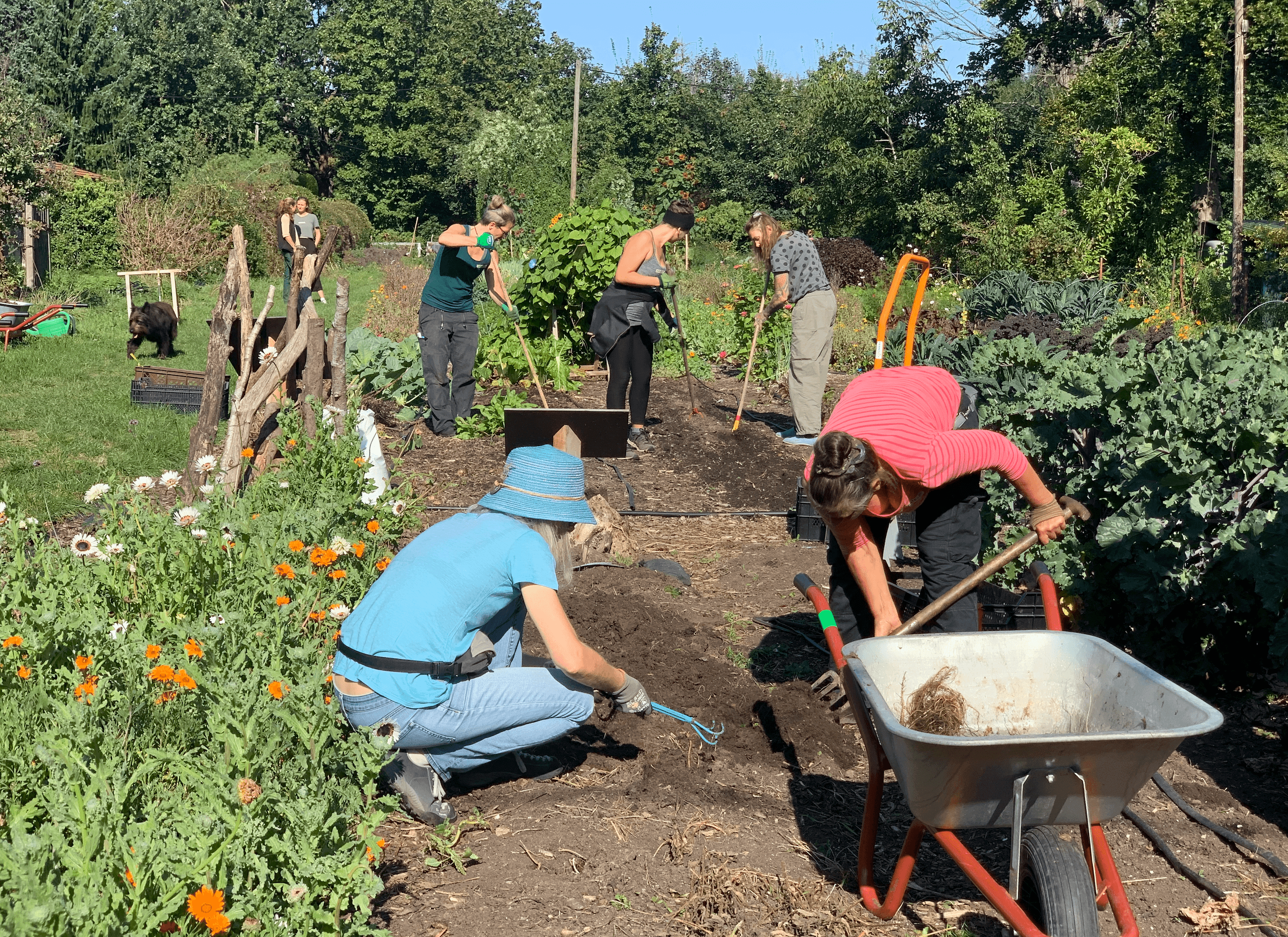 Mehrere Frauen arbeiten draußen in einem Beet.