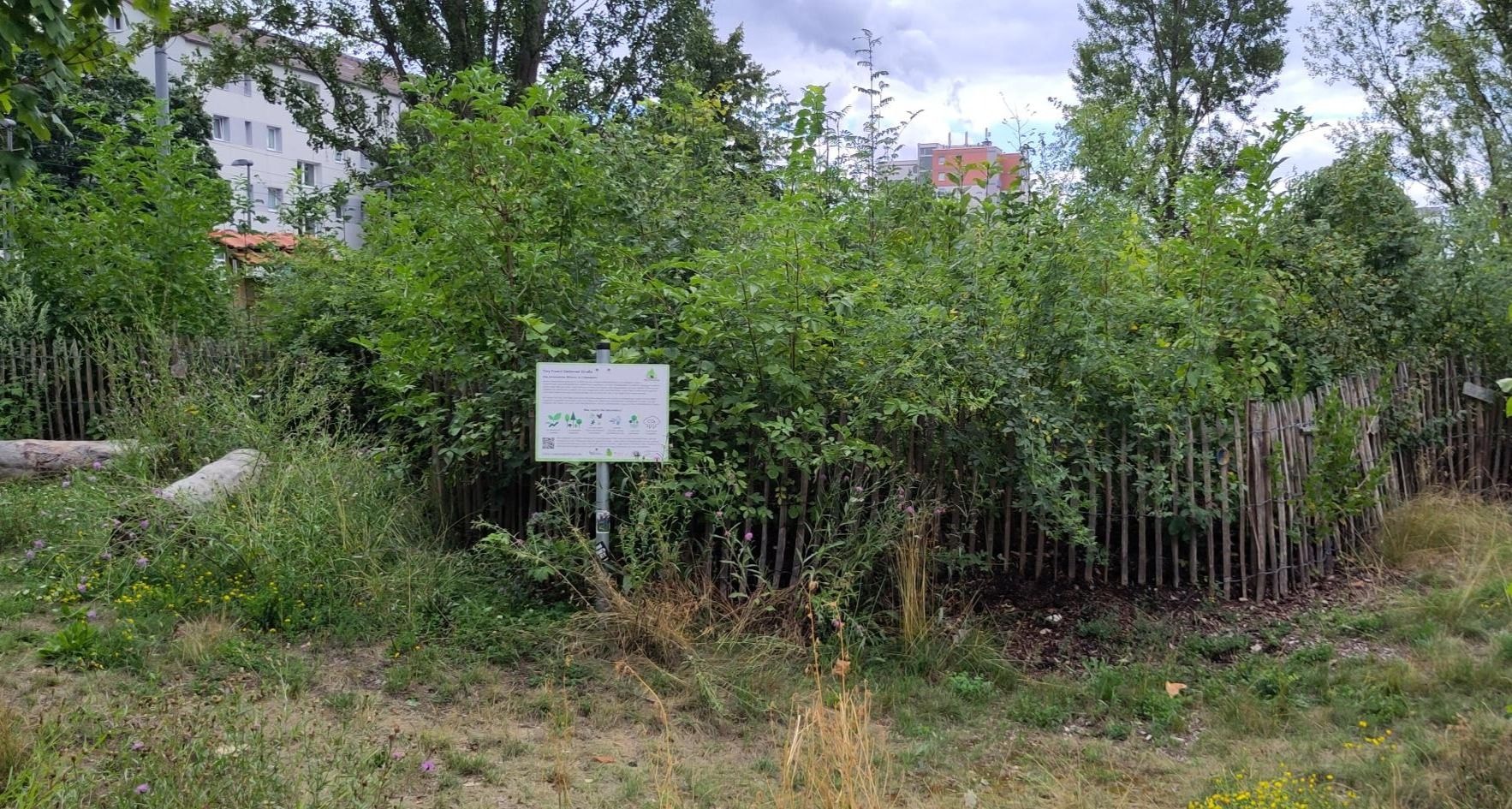 Blick auf einen tiny forest, eine kompakte Begrünung in der Innenstadt