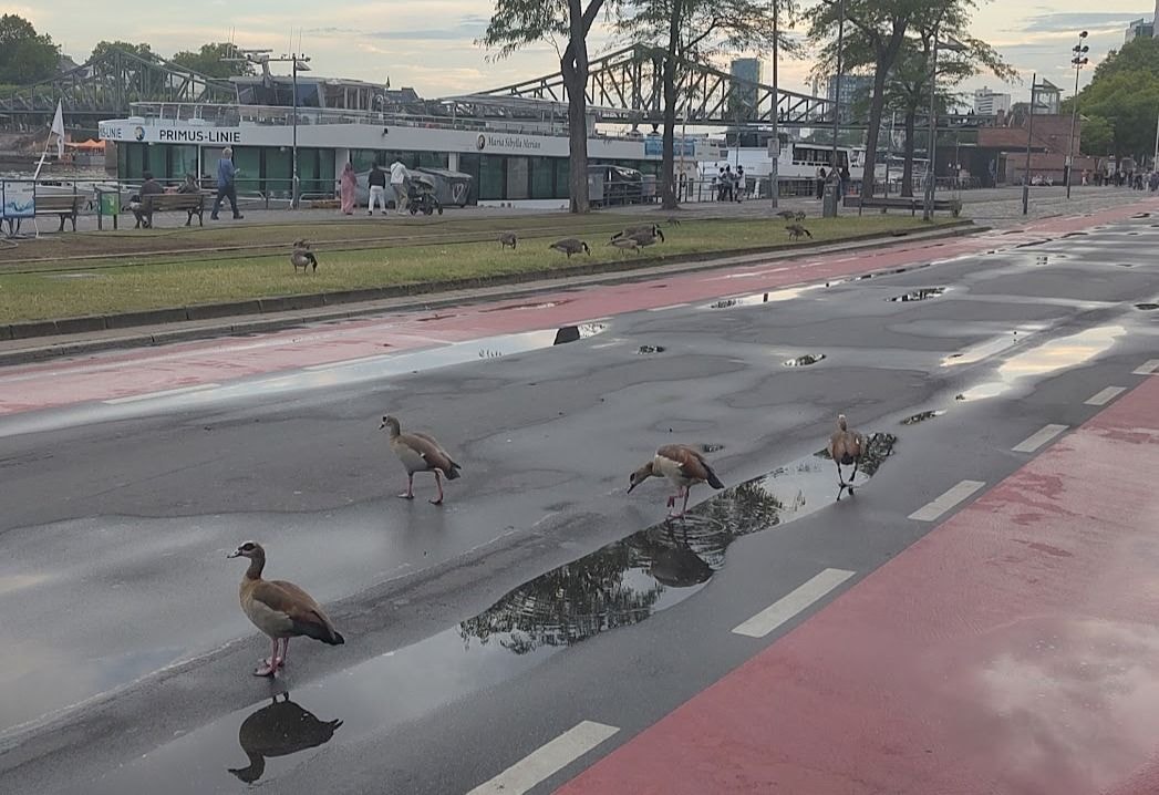 Nilgänse überqueren die Straße am Frankfurter Mainufer