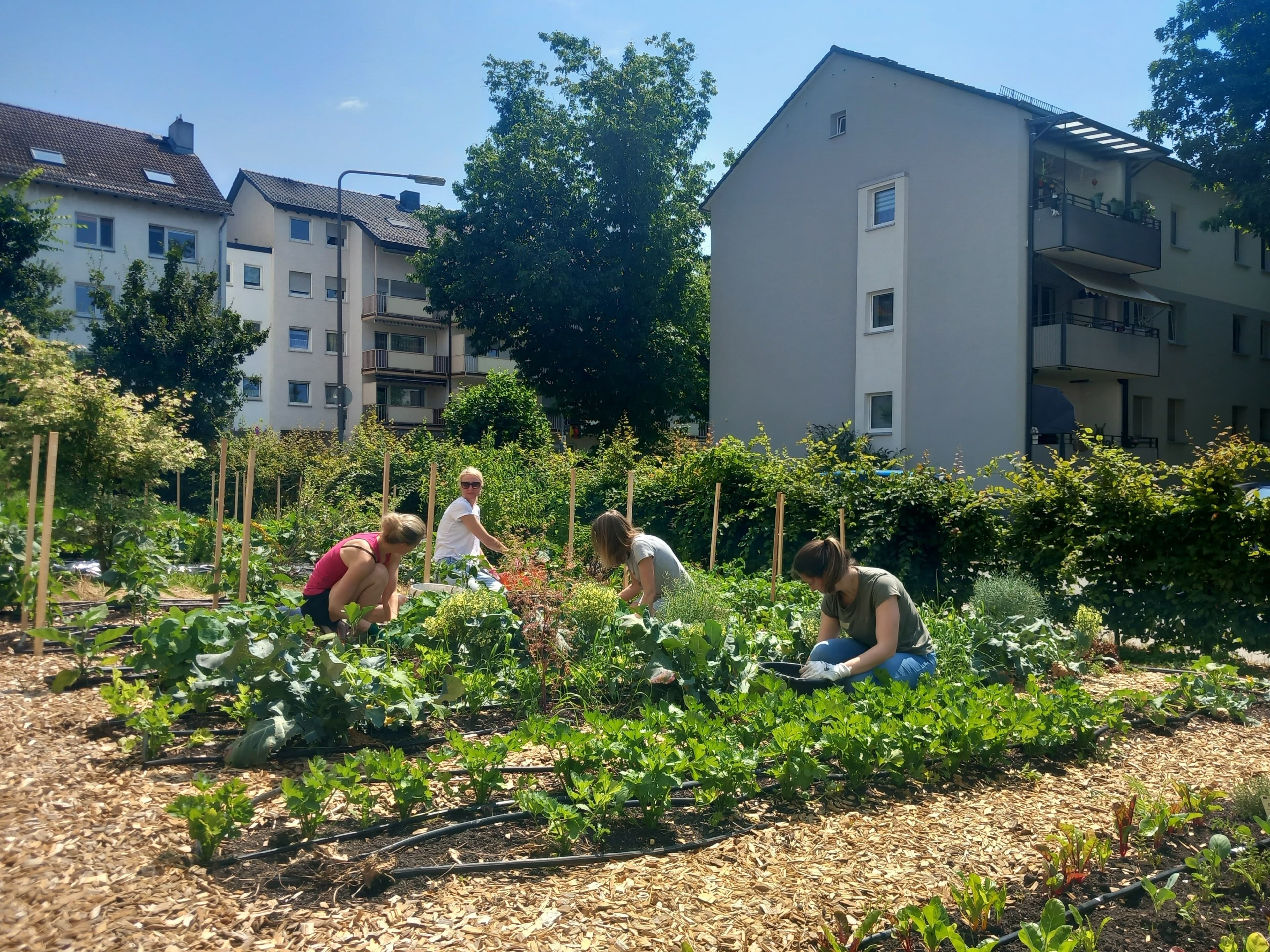 Vier Frauen arbeiten im Fechenheimer Pflegegarten Frankfurt