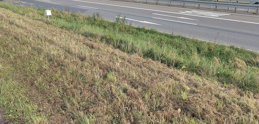 eine gemähte Wiese am Straßenrand